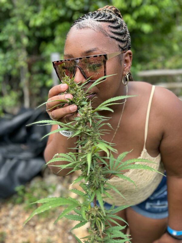 D Boss Farm Montego Bay - Image 4